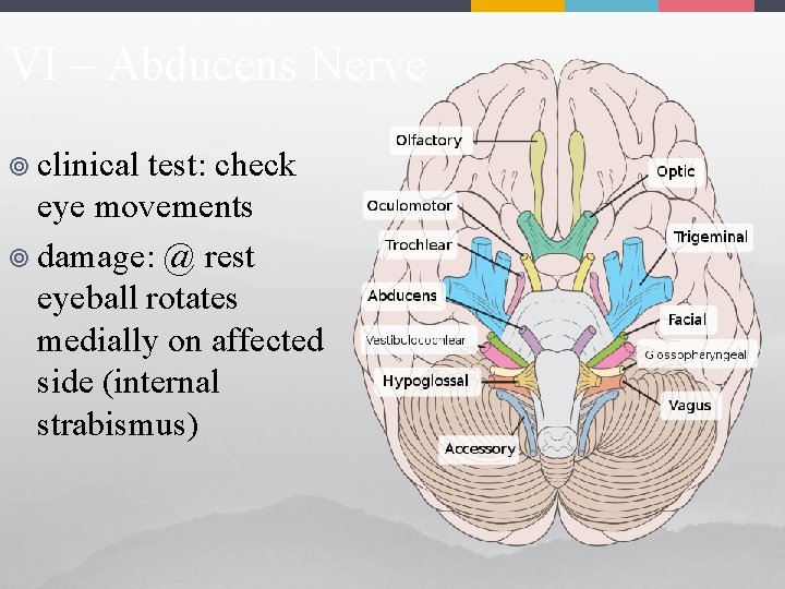 VI – Abducens Nerve ¥ clinical test: check eye movements ¥ damage: @ rest