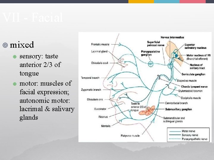 VII - Facial ¥ mixed ¥ ¥ sensory: taste anterior 2/3 of tongue motor: