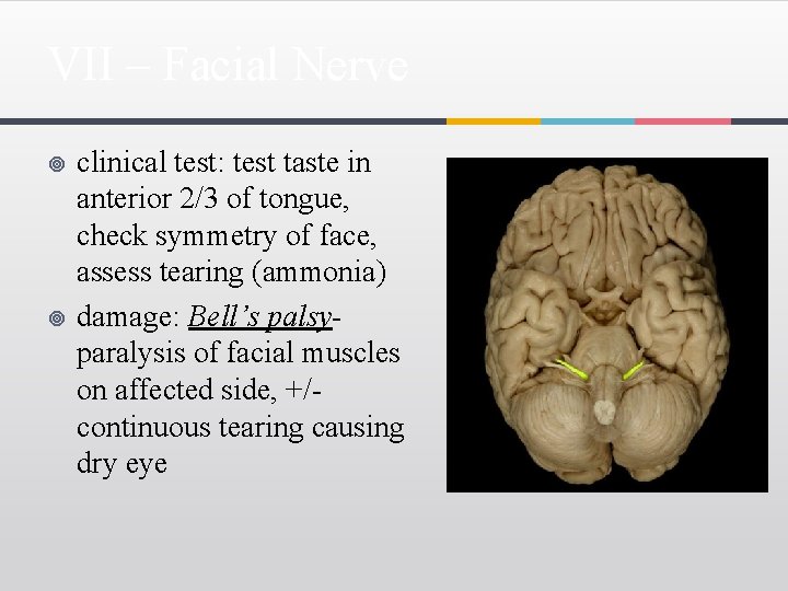 VII – Facial Nerve ¥ ¥ clinical test: test taste in anterior 2/3 of