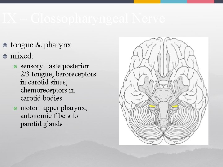 IX – Glossopharyngeal Nerve ¥ ¥ tongue & pharynx mixed: ¥ ¥ sensory: taste