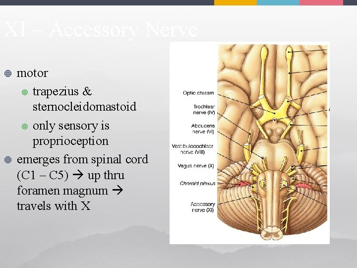 XI – Accessory Nerve ¥ ¥ motor ¥ trapezius & sternocleidomastoid ¥ only sensory