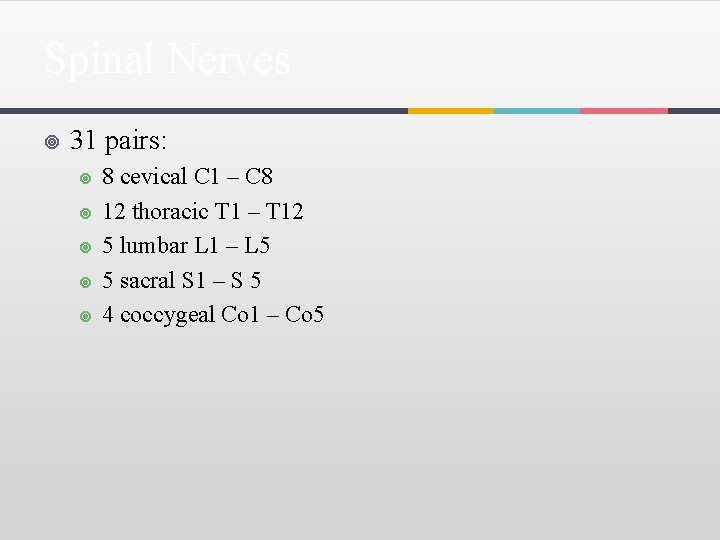 Spinal Nerves ¥ 31 pairs: ¥ ¥ ¥ 8 cevical C 1 – C