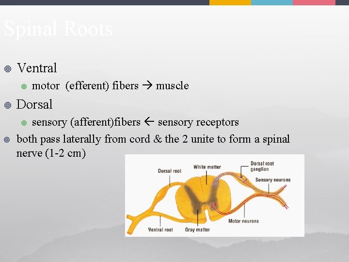 Spinal Roots ¥ Ventral ¥ motor (efferent) fibers muscle ¥ Dorsal ¥ sensory (afferent)fibers