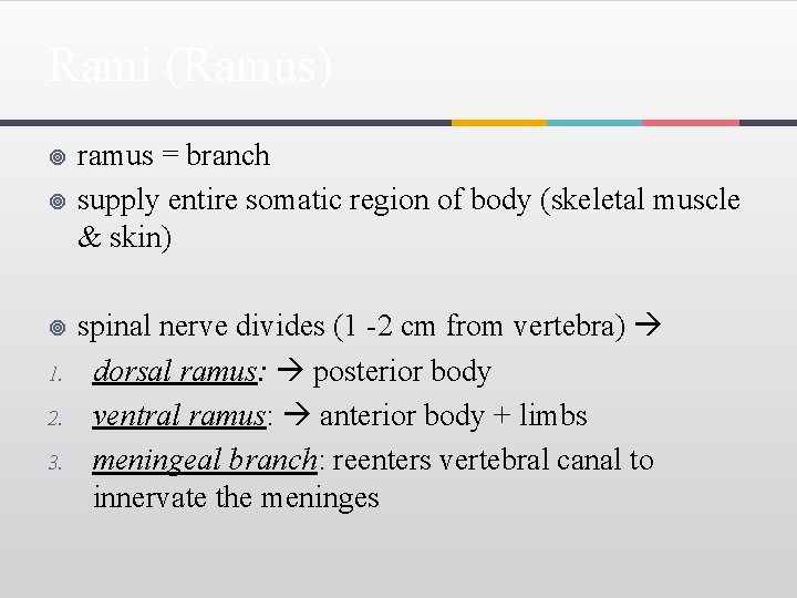 Rami (Ramus) ¥ ¥ ¥ 1. 2. 3. ramus = branch supply entire somatic