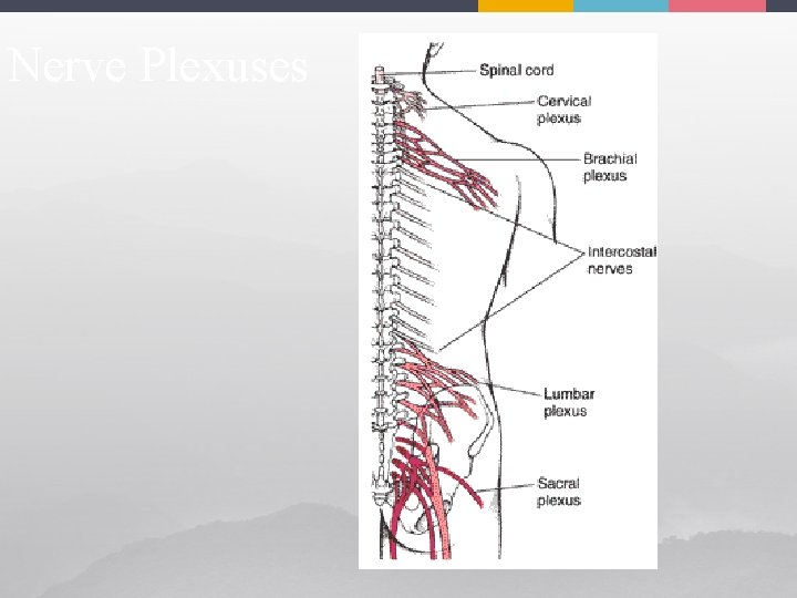 Nerve Plexuses 