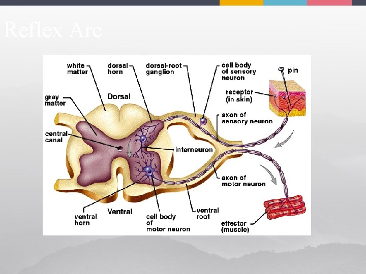 Reflex Arc 