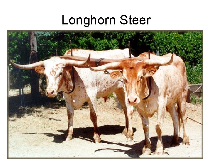 Longhorn Steer 