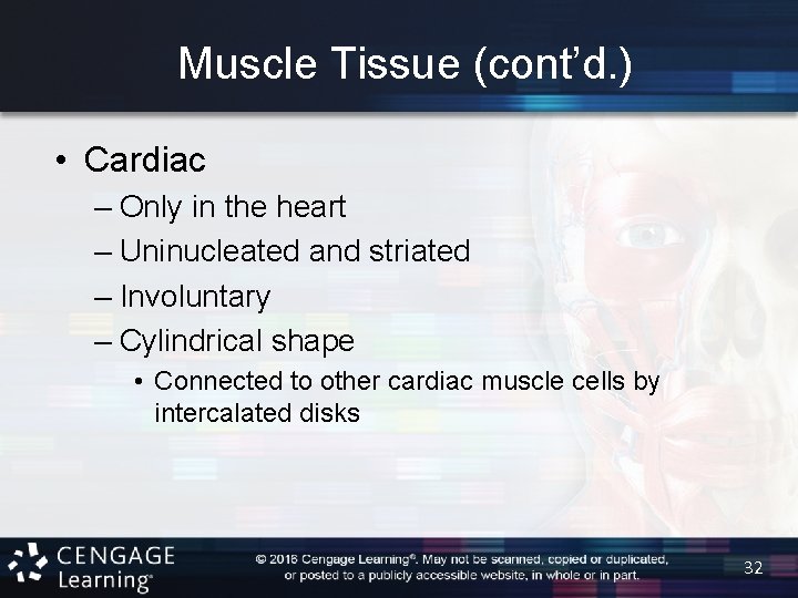 Muscle Tissue (cont’d. ) • Cardiac – Only in the heart – Uninucleated and
