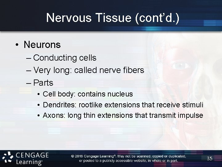 Nervous Tissue (cont’d. ) • Neurons – Conducting cells – Very long: called nerve