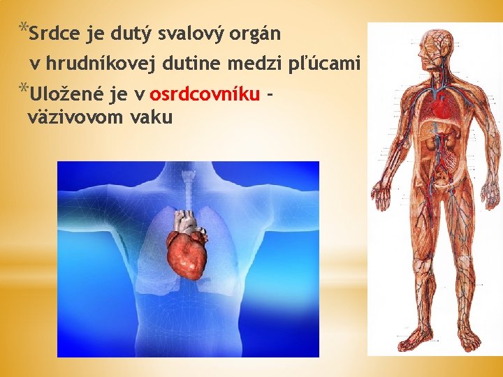 *Srdce je dutý svalový orgán v hrudníkovej dutine medzi pľúcami *Uložené je v osrdcovníku