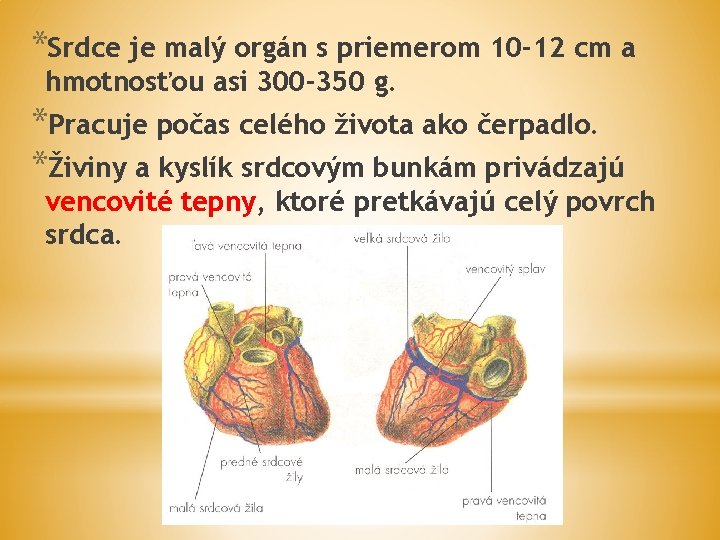 *Srdce je malý orgán s priemerom 10 -12 cm a hmotnosťou asi 300 -350