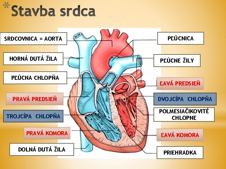 * SRDCOVNICA = AORTA HORNÁ DUTÁ ŽILA PĽÚCNA CHLOPŇA PĽÚCNICA PĽÚCNE ŽILY ĽAVÁ PREDSIEŇ