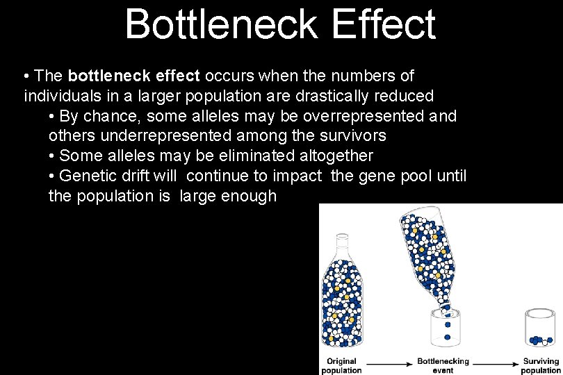 Bottleneck Effect • The bottleneck effect occurs when the numbers of individuals in a
