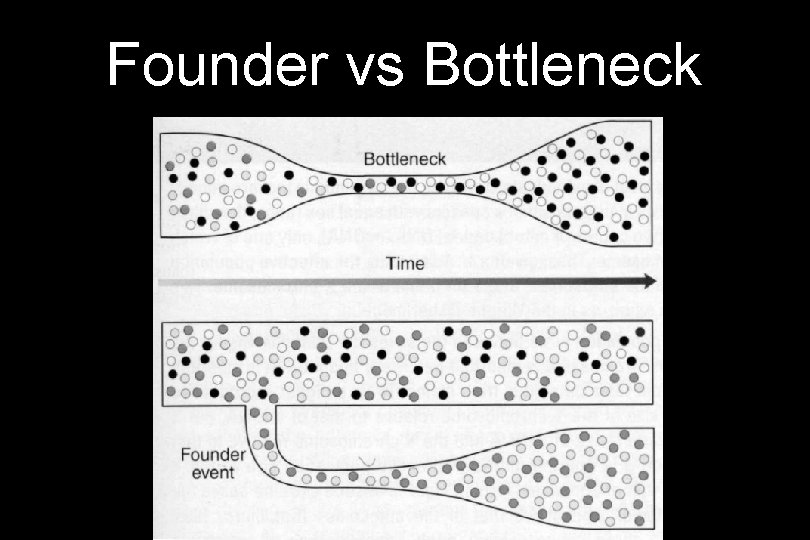 Founder vs Bottleneck 