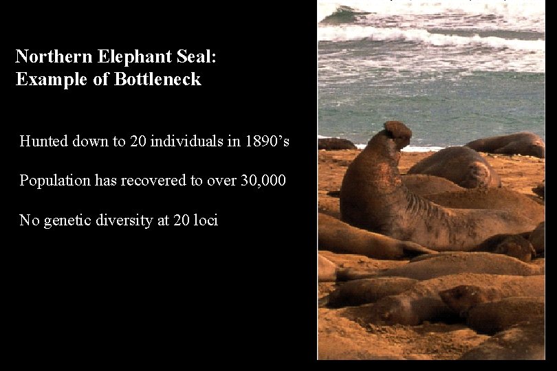 Northern Elephant Seal: Example of Bottleneck Hunted down to 20 individuals in 1890’s Population