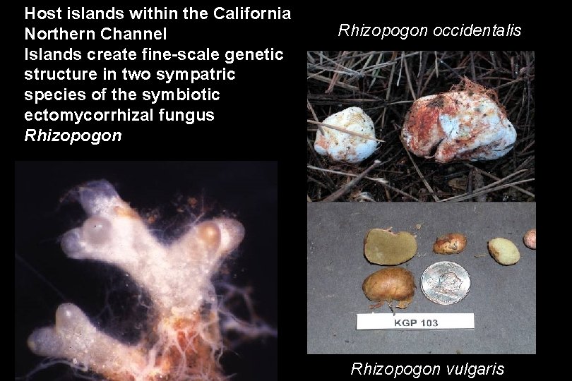 Host islands within the California Northern Channel Islands create fine-scale genetic structure in two