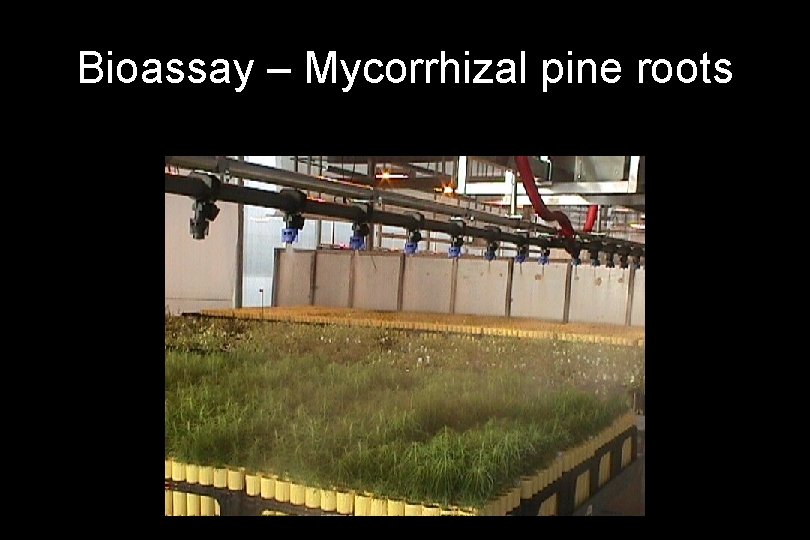 Bioassay – Mycorrhizal pine roots 
