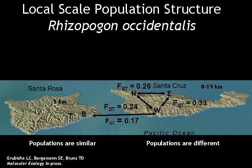 Local Scale Population Structure Rhizopogon occidentalis FST = 0. 26 N 5 km T