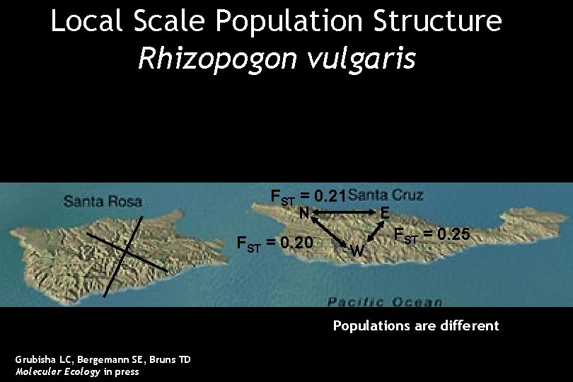 Local Scale Population Structure Rhizopogon vulgaris FST = 0. 21 N FST = 0.
