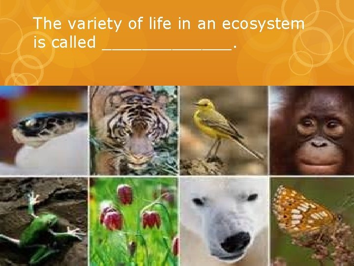 The variety of life in an ecosystem is called _______. The variety of life in an ecosystem is called _______.