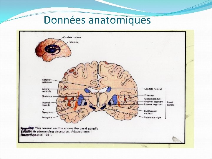 Données anatomiques 