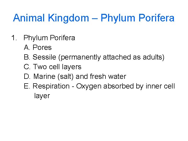 Animal Kingdom – Phylum Porifera 1. Phylum Porifera A. Pores B. Sessile (permanently attached