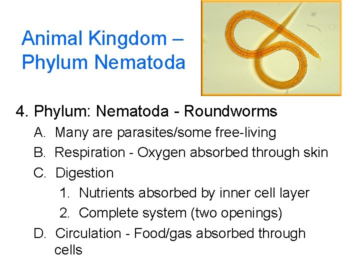 Animal Kingdom – Phylum Nematoda 4. Phylum: Nematoda - Roundworms A. Many are parasites/some