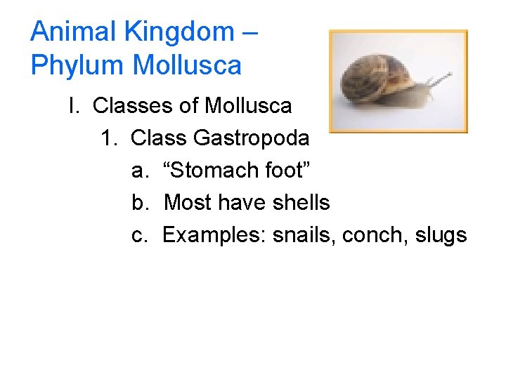 Animal Kingdom – Phylum Mollusca I. Classes of Mollusca 1. Class Gastropoda a. “Stomach