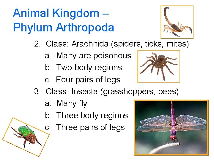 Animal Kingdom – Phylum Arthropoda 2. Class: Arachnida (spiders, ticks, mites) a. Many are