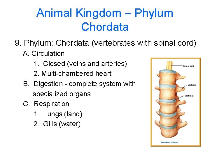 Animal Kingdom – Phylum Chordata 9. Phylum: Chordata (vertebrates with spinal cord) A. Circulation