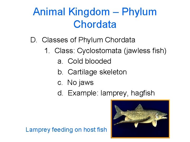 Animal Kingdom – Phylum Chordata D. Classes of Phylum Chordata 1. Class: Cyclostomata (jawless