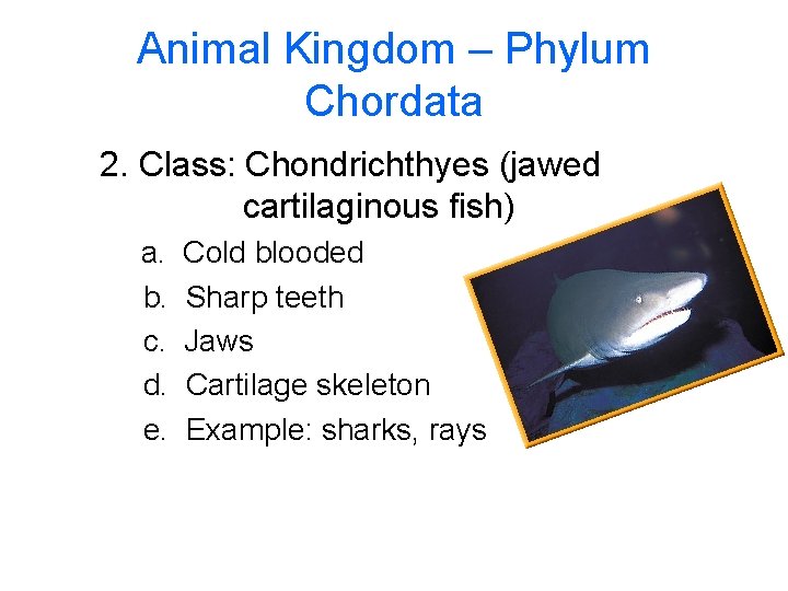 Animal Kingdom – Phylum Chordata 2. Class: Chondrichthyes (jawed cartilaginous fish) a. b. c.