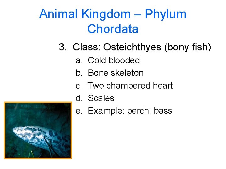 Animal Kingdom – Phylum Chordata 3. Class: Osteichthyes (bony fish) a. b. c. d.