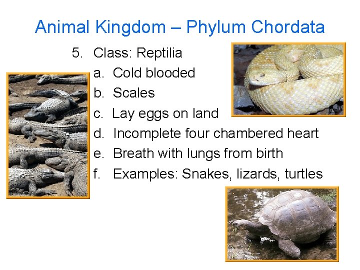 Animal Kingdom – Phylum Chordata 5. Class: Reptilia a. Cold blooded b. Scales c.
