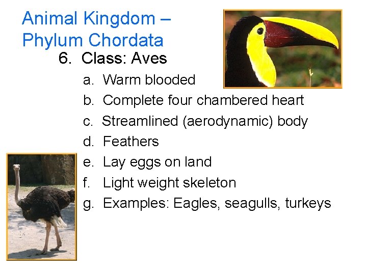 Animal Kingdom – Phylum Chordata 6. Class: Aves a. b. c. d. e. f.