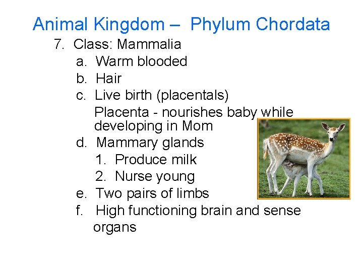 Animal Kingdom – Phylum Chordata 7. Class: Mammalia a. Warm blooded b. Hair c.