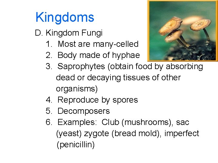 Kingdoms D. Kingdom Fungi 1. Most are many-celled 2. Body made of hyphae 3.