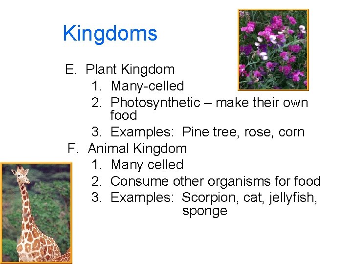 Kingdoms E. Plant Kingdom 1. Many-celled 2. Photosynthetic – make their own food 3.