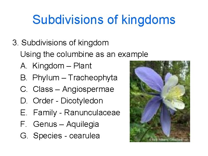 Subdivisions of kingdoms 3. Subdivisions of kingdom Using the columbine as an example A.