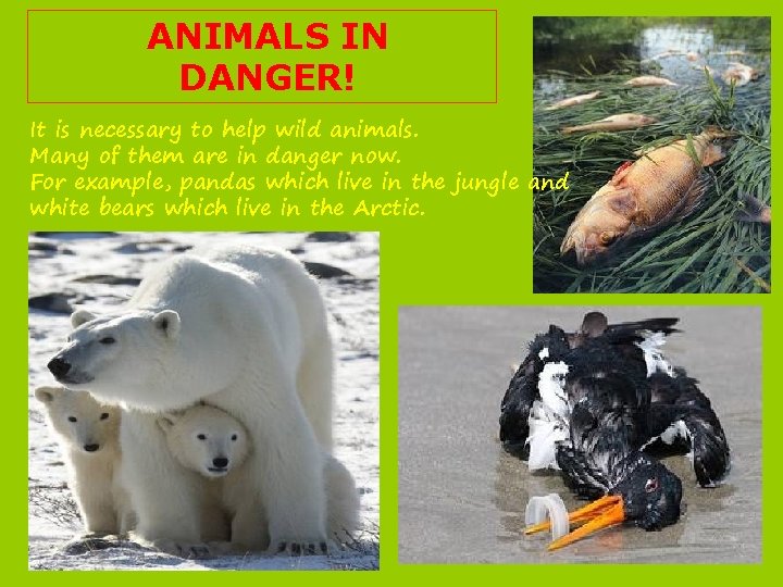ANIMALS IN DANGER! It is necessary to help wild animals. Many of them are