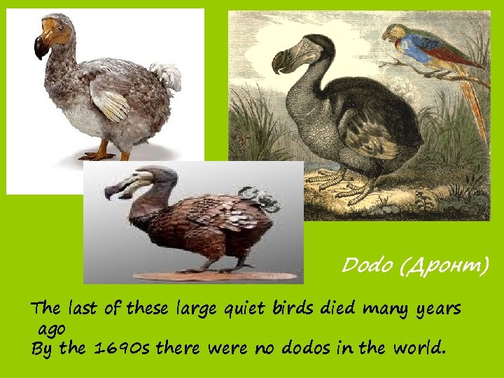 Dodo (Дронт) The last of these large quiet birds died many years ago By