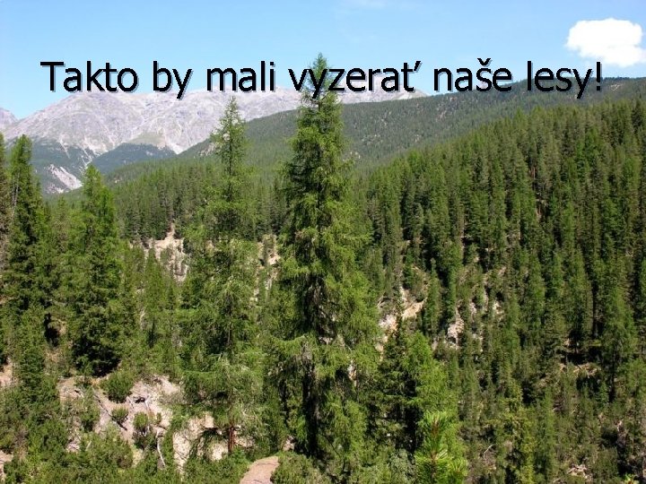 Takto by mali vyzerať naše lesy! 