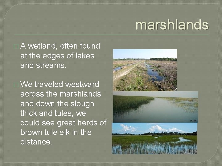 marshlands �A wetland, often found at the edges of lakes and streams. � We