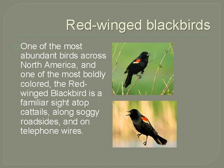 Red-winged blackbirds � One of the most abundant birds across North America, and one