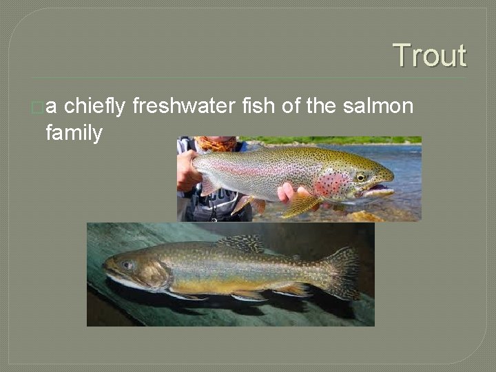Trout �a chiefly freshwater fish of the salmon family 