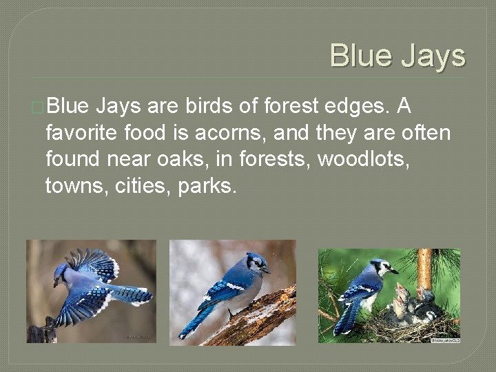 Blue Jays �Blue Jays are birds of forest edges. A favorite food is acorns,