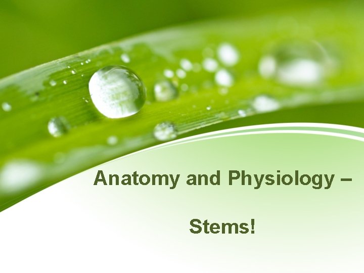 Anatomy and Physiology – Stems! 