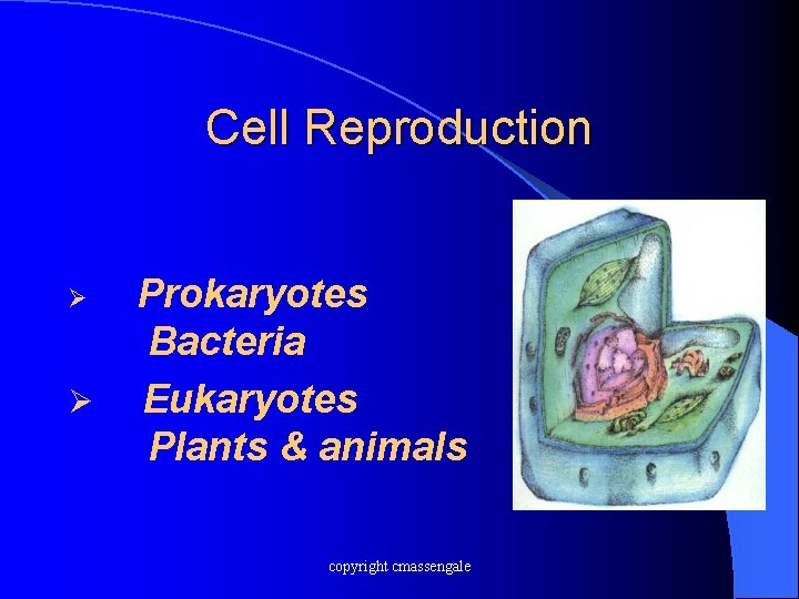 Cell Reproduction Ø Ø Prokaryotes Bacteria Eukaryotes Plants & animals copyright cmassengale 