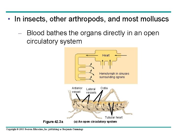  • In insects, other arthropods, and most molluscs – Blood bathes the organs