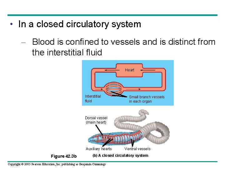  • In a closed circulatory system – Blood is confined to vessels and